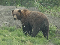 DSC 6167 adj  BIG brown bear